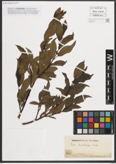 Foto von Salix mielichhoferi Saut.